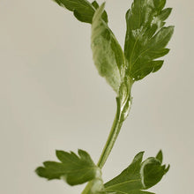 [Beauty of Joseon] Matte Sun Stick: Mugwort + Camellia (SPF 50+ PA++++), Authentic Korean Skincare in Pakistan - Beauty of Joseon
