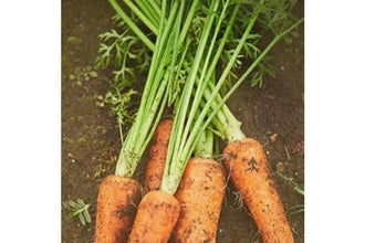[Skinfood] Carrot Carotene Daily Mask 270g - 100% Authentic Korean Skincare Pakistan - SKINFOOD